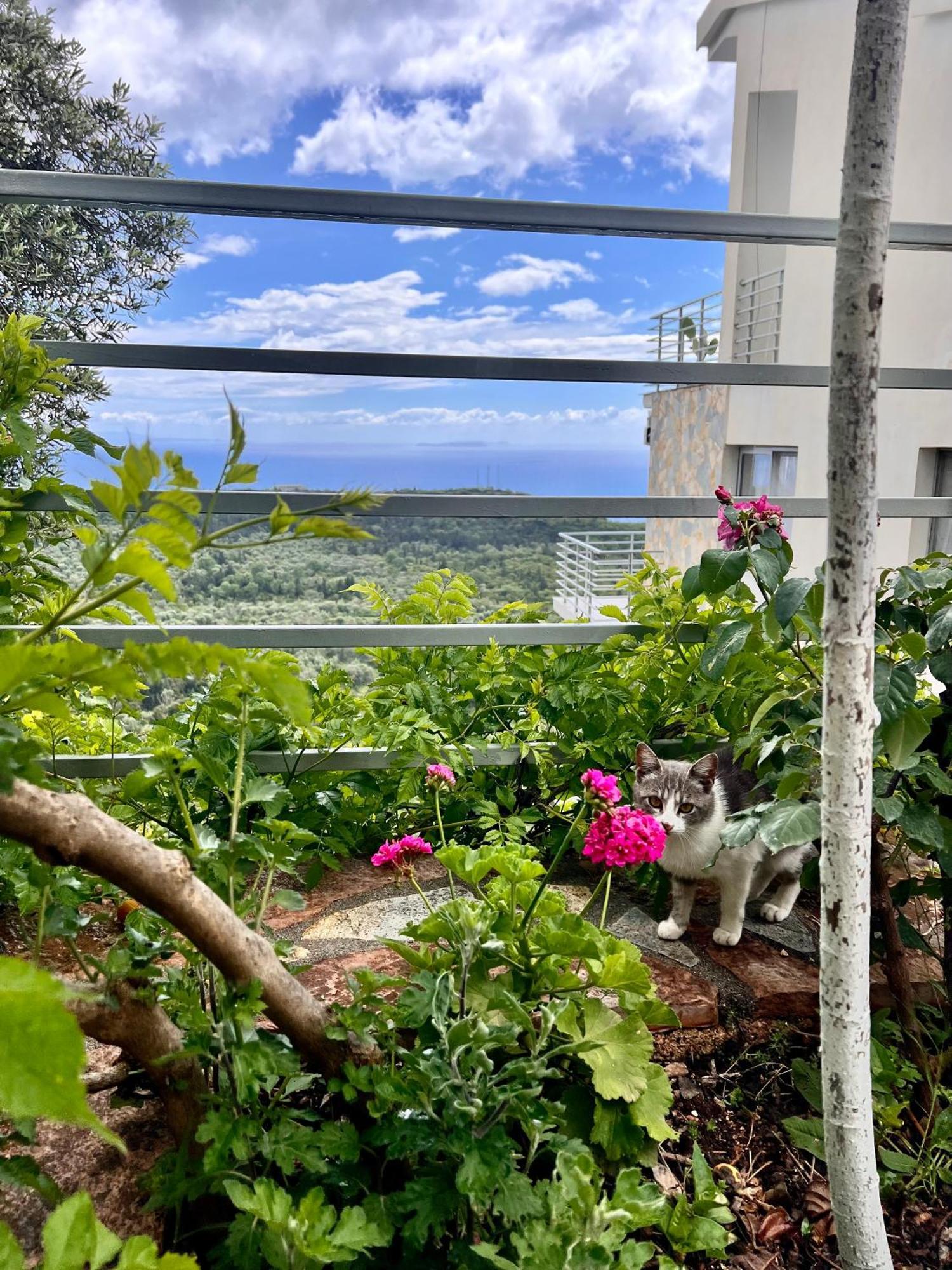 Vila Tatjana Pensionat Vuno Exteriör bild